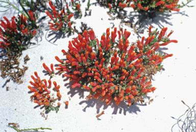 APII jpeg image of Lechenaultia tubiflora  © contact APII