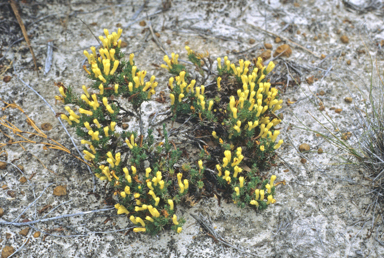 APII jpeg image of Lechenaultia tubiflora  © contact APII