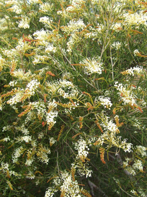 APII jpeg image of Grevillea  © contact APII