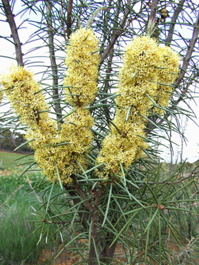 APII jpeg image of Hakea recurva subsp. recurva  © contact APII