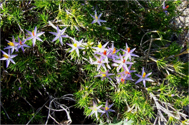 APII jpeg image of Calectasia cyanea  © contact APII