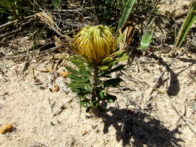 APII jpeg image of Banksia tridentata  © contact APII