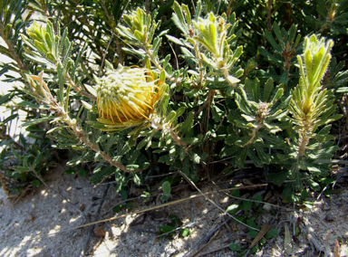 APII jpeg image of Banksia tridentata  © contact APII