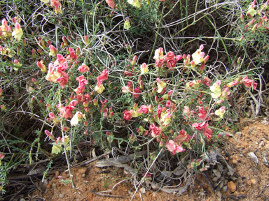 APII jpeg image of Lechenaultia linarioides  © contact APII