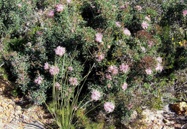 APII jpeg image of Isopogon dubius  © contact APII