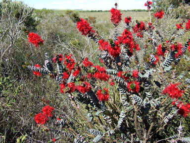 APII jpeg image of Verticordia grandis  © contact APII