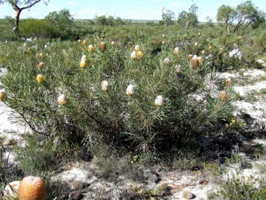 APII jpeg image of Banksia hookeriana  © contact APII