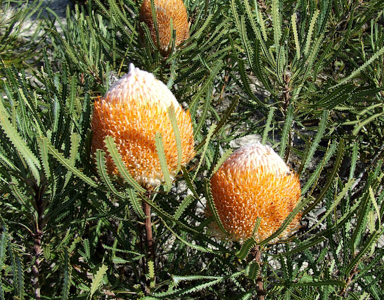 APII jpeg image of Banksia hookeriana  © contact APII