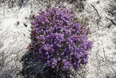 APII jpeg image of Calytrix  © contact APII