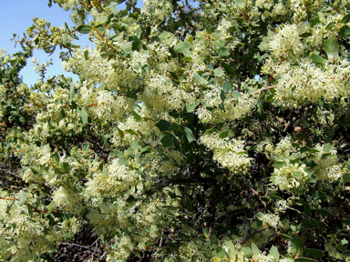 APII jpeg image of Hakea prostrata  © contact APII