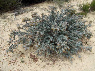 APII jpeg image of Daviesia pachyphylla  © contact APII