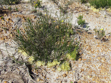 APII jpeg image of Petrophile longifolia  © contact APII