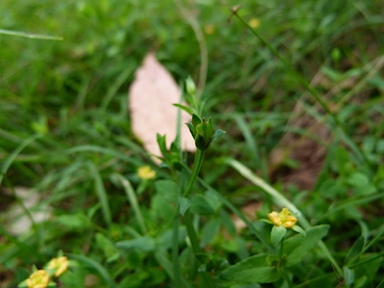 APII jpeg image of Hypericum japonicum  © contact APII