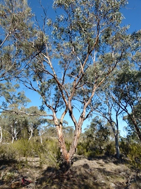 APII jpeg image of Eucalyptus  © contact APII