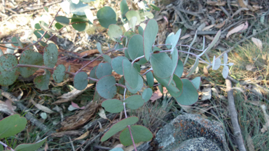 APII jpeg image of Eucalyptus cypellocarpa  © contact APII