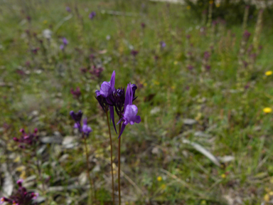 APII jpeg image of Linaria pelisseriana  © contact APII