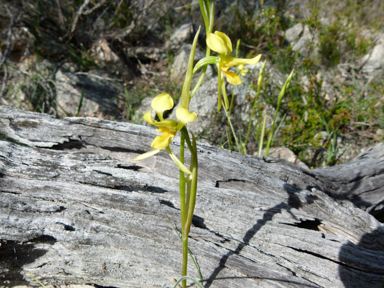 APII jpeg image of Diuris sulphurea  © contact APII