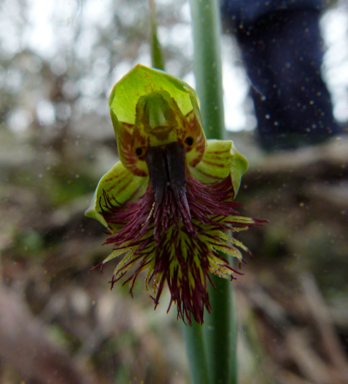 APII jpeg image of Calochilus montanus  © contact APII