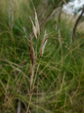 APII jpeg image of Rytidosperma pallidum  © contact APII