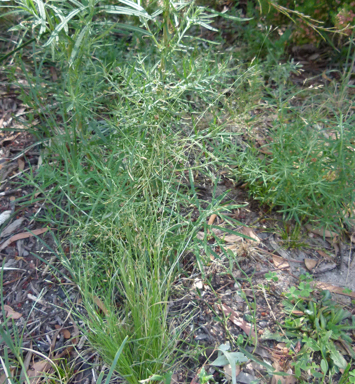 APII jpeg image of Agrostis venusta  © contact APII