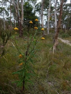 APII jpeg image of Xerochrysum bracteatum  © contact APII