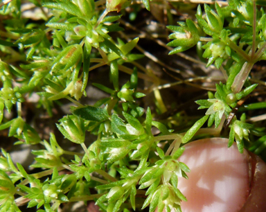 APII jpeg image of Crassula helmsii  © contact APII