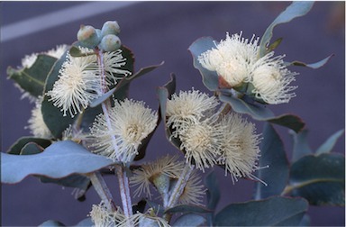 APII jpeg image of Eucalyptus cordata  © contact APII