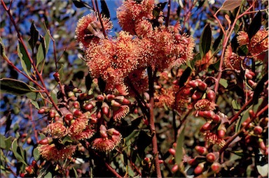 APII jpeg image of Eucalyptus nutans  © contact APII