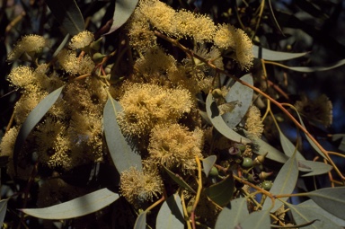 APII jpeg image of Eucalyptus socialis  © contact APII