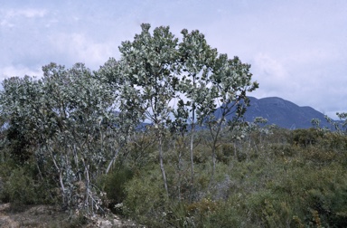 APII jpeg image of Eucalyptus pleurocarpa  © contact APII