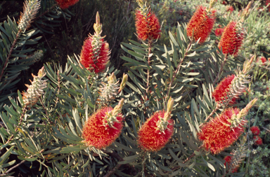 APII jpeg image of Callistemon glaucus  © contact APII