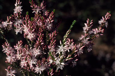 APII jpeg image of Calytrix glaberrima  © contact APII