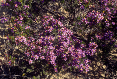 APII jpeg image of Calytrix leschenaultii  © contact APII