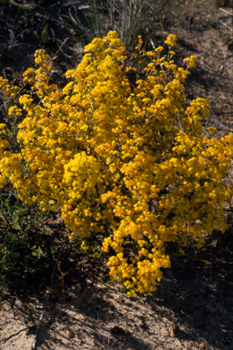 APII jpeg image of Verticordia acerosa  © contact APII