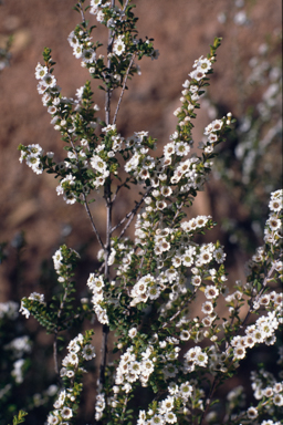 APII jpeg image of Thryptomene micrantha  © contact APII