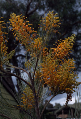 APII jpeg image of Grevillea juncifolia  © contact APII