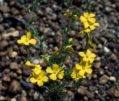 APII jpeg image of Hibbertia fasciculata  © contact APII