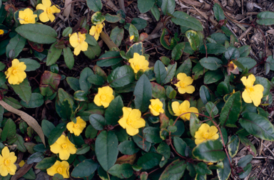 APII jpeg image of Hibbertia dentata  © contact APII