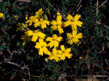 APII jpeg image of Hibbertia acicularis  © contact APII