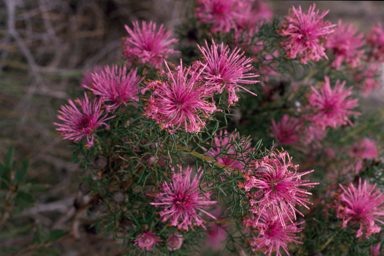 APII jpeg image of Isopogon formosus  © contact APII