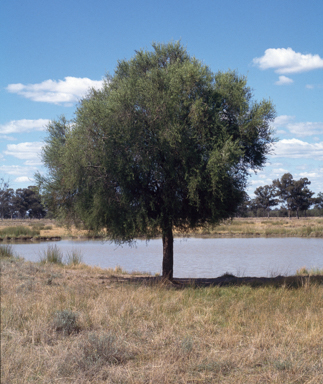 APII jpeg image of Melaleuca densispicata  © contact APII