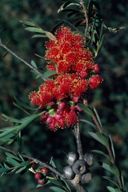 APII jpeg image of Melaleuca fulgens subsp. steedmanii  © contact APII