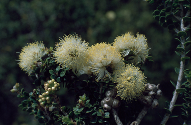 APII jpeg image of Melaleuca huttensis  © contact APII