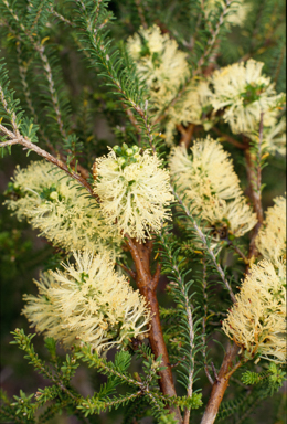 APII jpeg image of Melaleuca microphylla  © contact APII