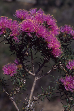 APII jpeg image of Melaleuca seriata  © contact APII