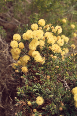 APII jpeg image of Melaleuca systena  © contact APII