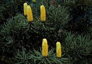 APII jpeg image of Banksia attenuata  © contact APII