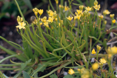 APII jpeg image of Bulbine semibarbata  © contact APII