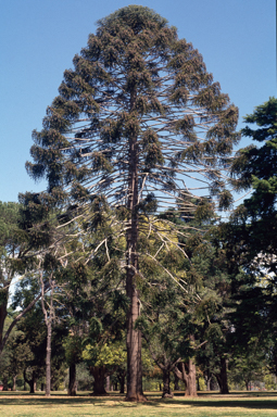 APII jpeg image of Araucaria bidwillii  © contact APII