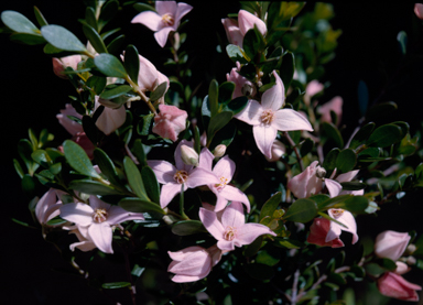 APII jpeg image of Boronia ternata  © contact APII